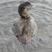 Musk Duck